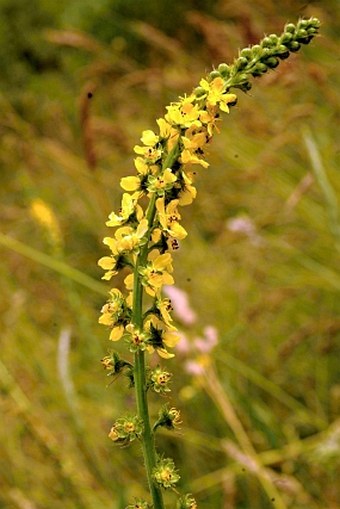 Agrimonia odorata