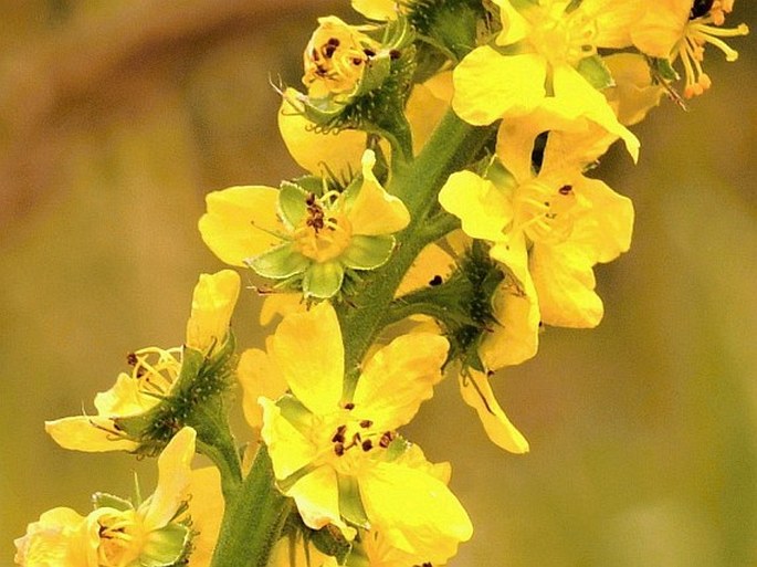 AGRIMONIA ODORATA Mill. – řepík vonný / repík voňavý