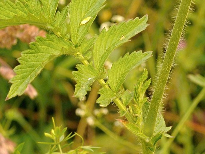 Agrimonia odorata