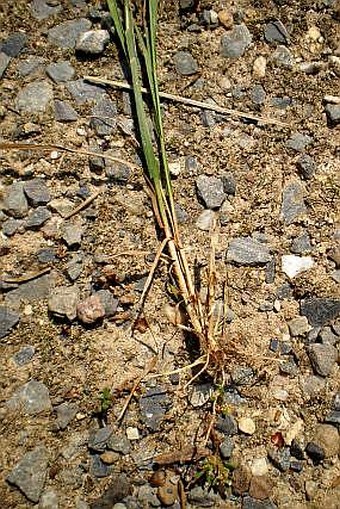 Agrostis capillaris