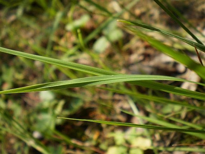 Agrostis capillaris