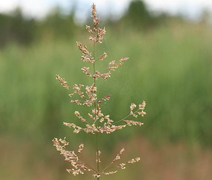 AGROSTIS STOLONIFERA L. – psineček výběžkatý / psinček poplazový