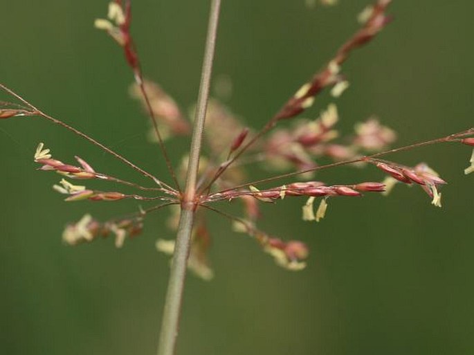 Agrostis stolonifera