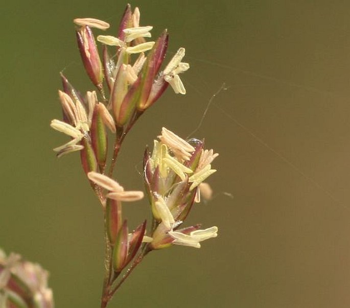 Agrostis stolonifera