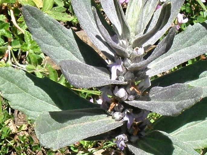 AJUGA INTEGRIFOLIA Buch.-Ham. – zběhovec / zbehovec