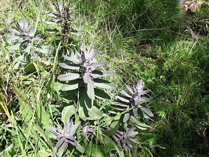 Ajuga integrifolia