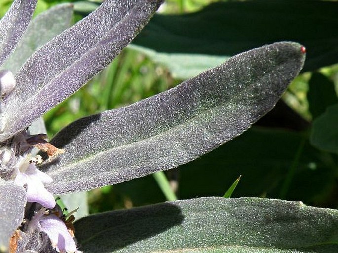 Ajuga integrifolia