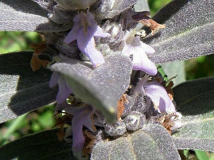 Ajuga integrifolia