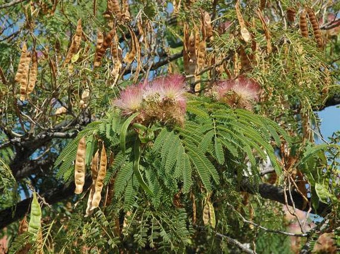 Albizia julibrissin