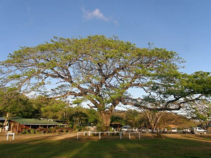 Albizia saman