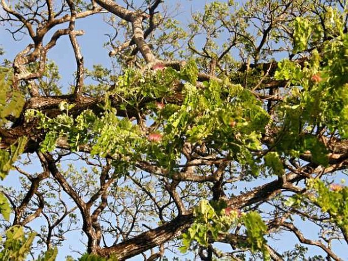 Albizia saman