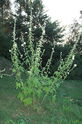 Alcea rugosa