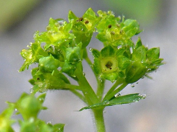 ALCHEMILLA CRINITA Buser – kontryhel vlasatý / alchemilka vlasatá