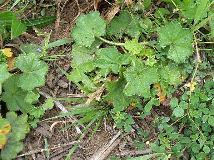 Alchemilla crinita