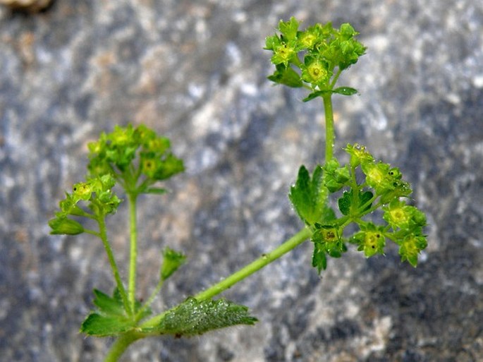 Alchemilla crinita