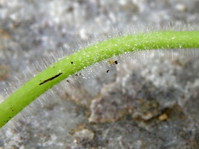 Alchemilla crinita