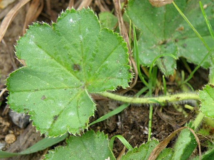 Alchemilla crinita