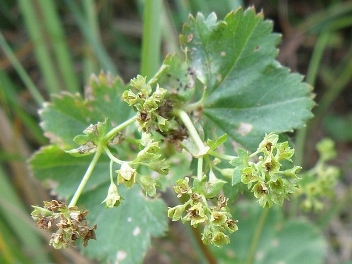 ALCHEMILLA GLABRICAULIS Lindb. fil. – kontryhel lysolodyžný / alchemilka