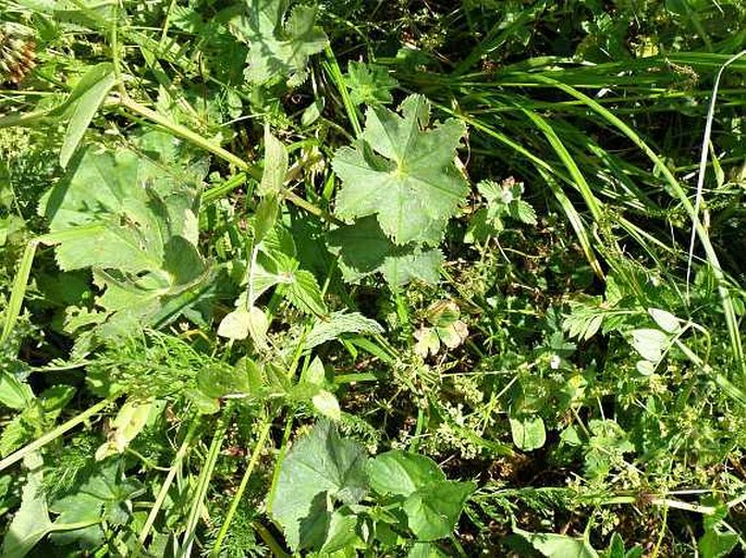 Alchemilla glabricaulis