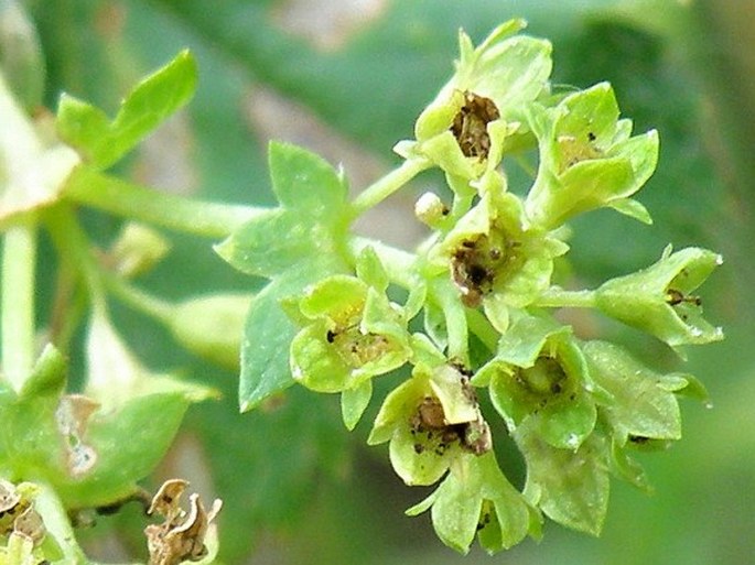 Alchemilla glabricaulis