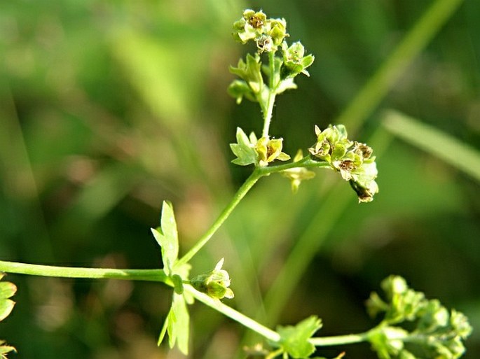 Alchemilla glabricaulis