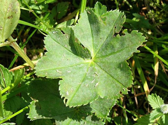 Alchemilla glabricaulis