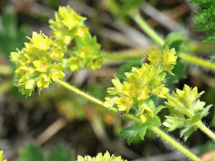 ALCHEMILLA GLAUCESCENS Wallr. – kontryhel sivý / alchemilka sivkastá