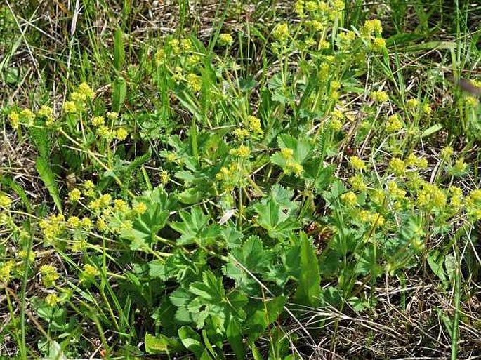 Alchemilla glaucescens