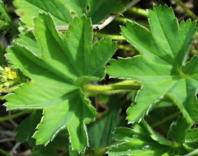 Alchemilla glaucescens