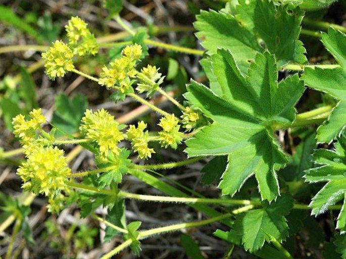 Alchemilla glaucescens