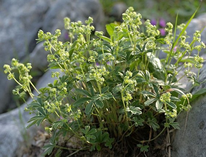 ALCHEMILLA HOPPEANA (Rchb.) Dalla Torre – kontryhel / alchemilka