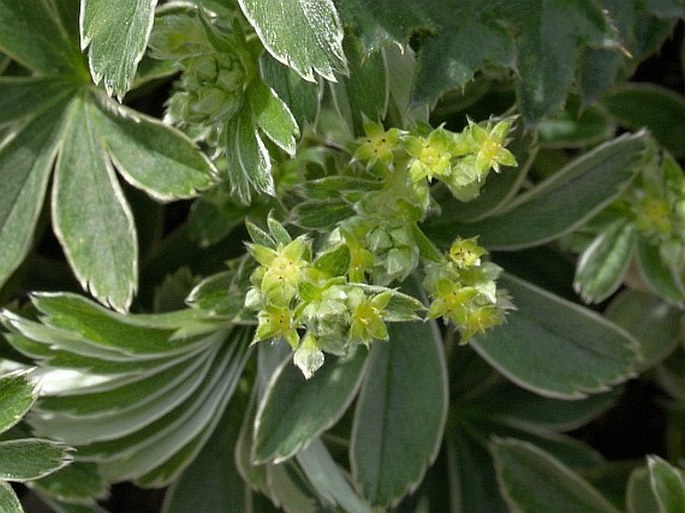 Alchemilla hoppeana