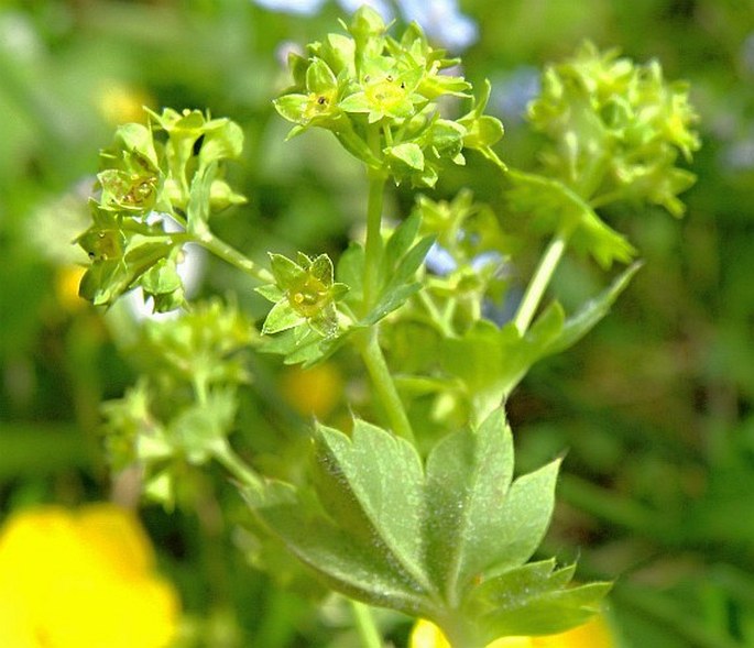 Alchemilla glabra