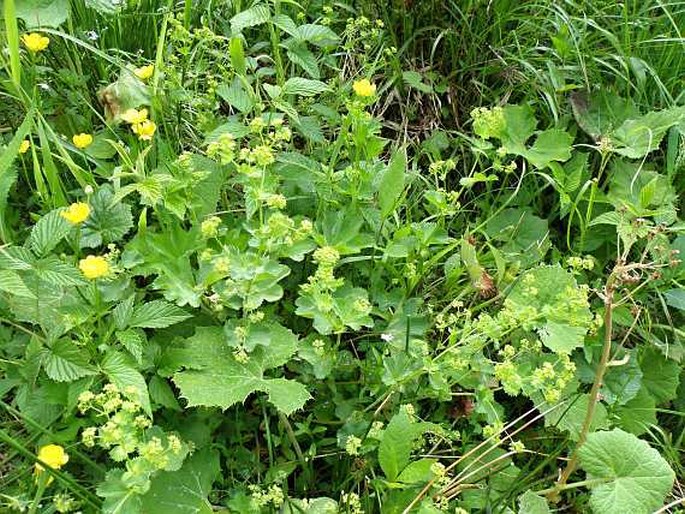 Alchemilla glabra