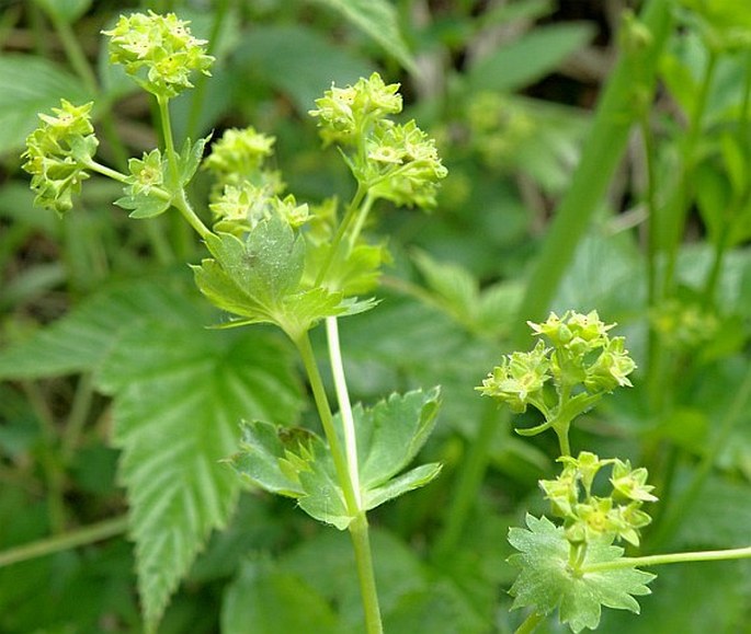 Alchemilla glabra