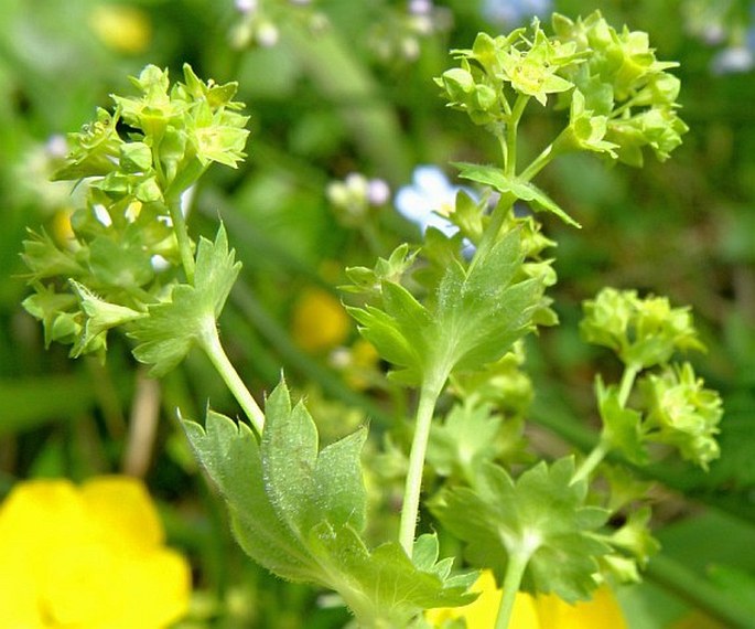 ALCHEMILLA GLABRA Neygenf. – kontryhel lysý / alchemilka holá