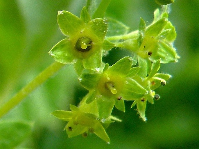 Alchemilla glabra