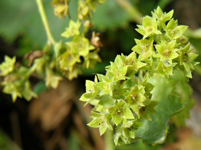 ALCHEMILLA STRAMINEA Buser – kontryhel slámožlutý / alchemilka slamovožltá