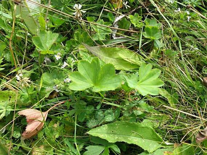 Alchemilla straminea