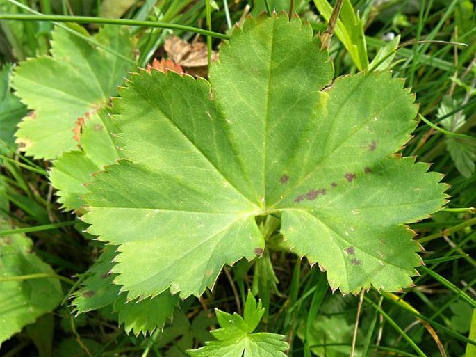 Alchemilla straminea