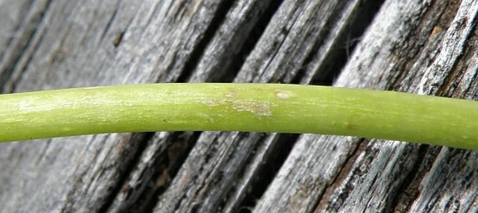 Alchemilla straminea