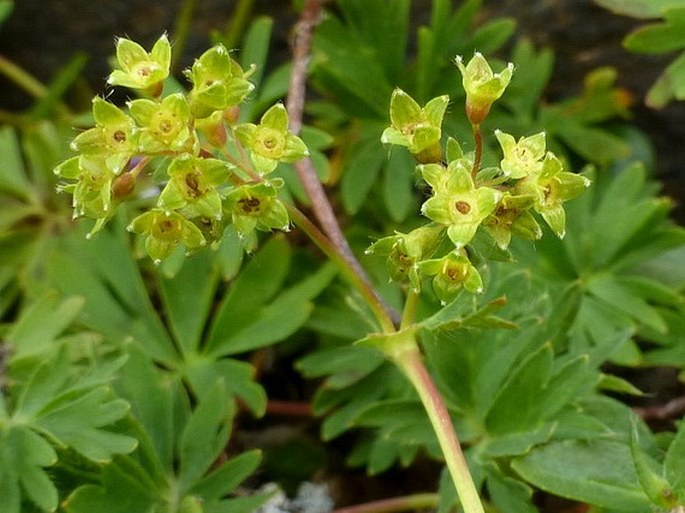 Alchemilla pentaphyllea