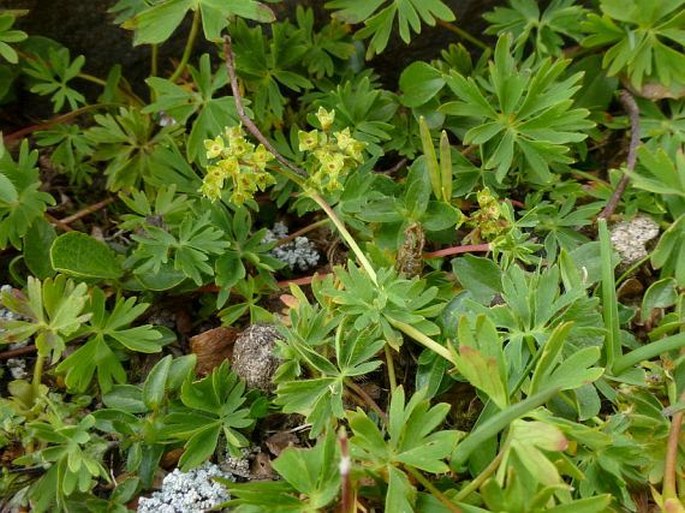 ALCHEMILLA PENTAPHYLLEA L. – kontryhel / alchemilka