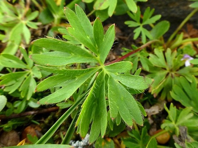 Alchemilla pentaphyllea