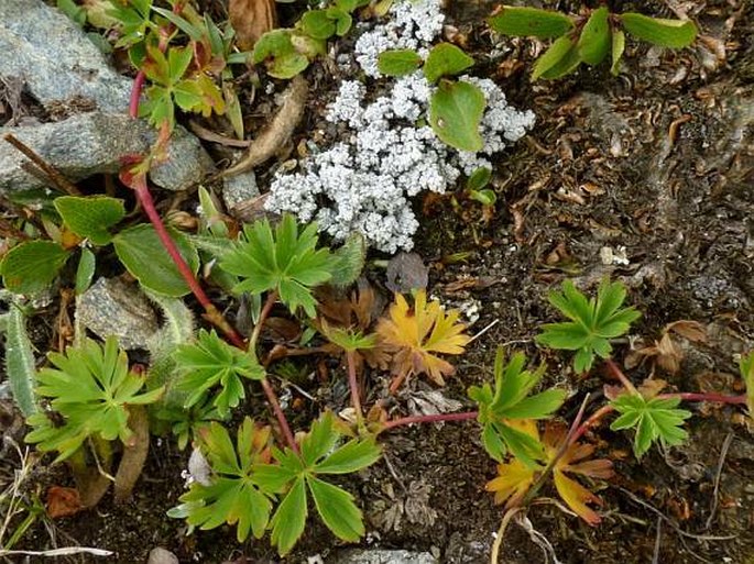 Alchemilla pentaphyllea