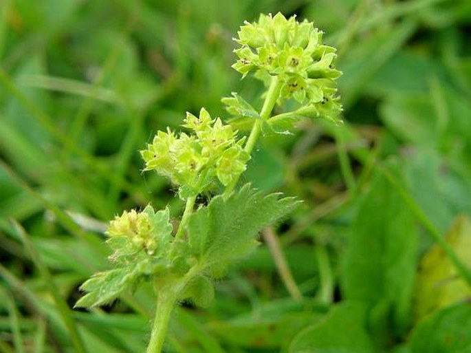 Alchemilla monticola