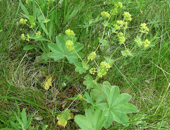 Alchemilla monticola