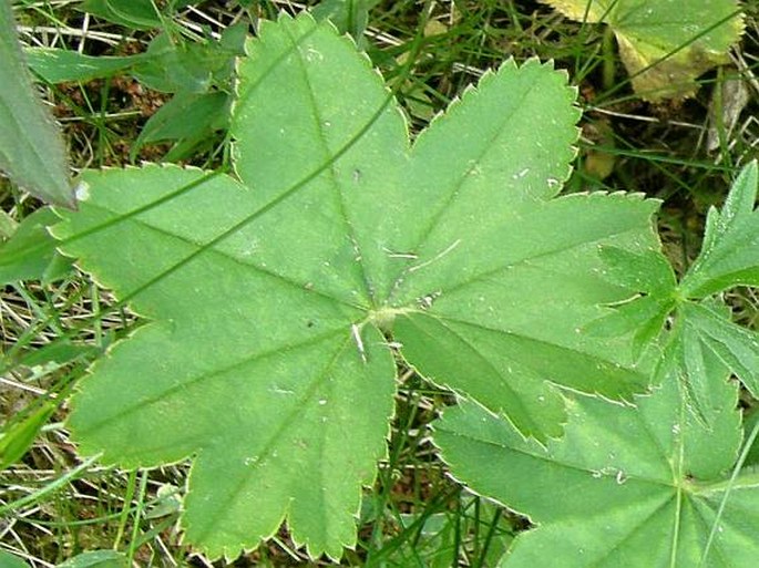 Alchemilla monticola