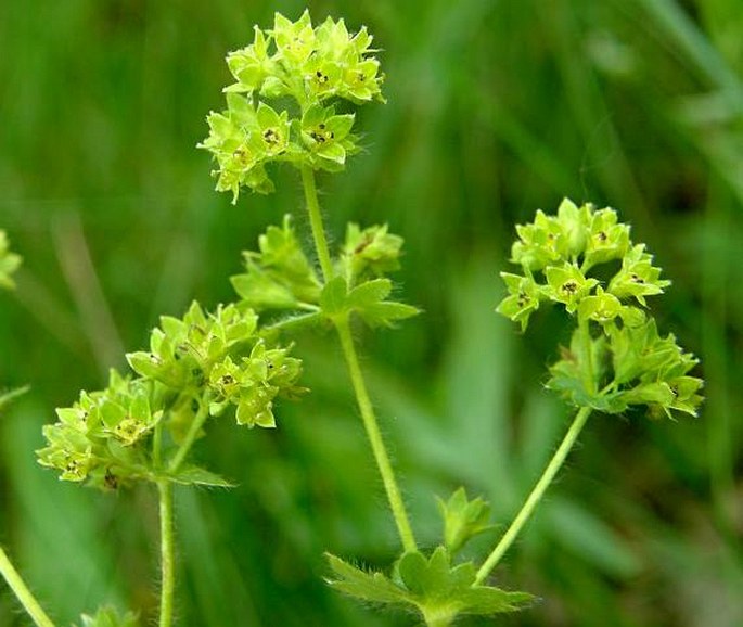 ALCHEMILLA MONTICOLA Opiz – kontryhel pastvinný / alchemilka pasienková