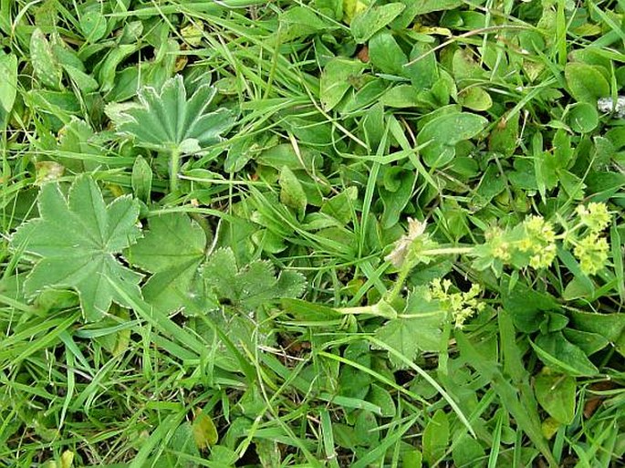 Alchemilla monticola